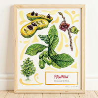 Rosalie Haizlett  Print - Pawpaw