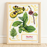 Rosalie Haizlett  Print - Pawpaw