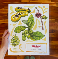 Rosalie Haizlett  Print - Pawpaw