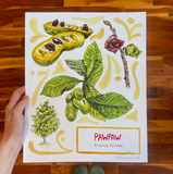 Rosalie Haizlett  Print - Pawpaw