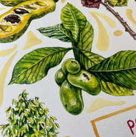 Rosalie Haizlett  Print - Pawpaw