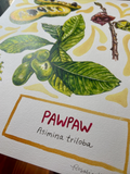 Rosalie Haizlett  Print - Pawpaw