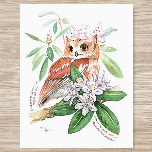 Rosalie Haizlett  Print - Screech Owl + Rhododendron
