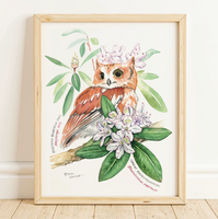 Rosalie Haizlett  Print - Screech Owl + Rhododendron