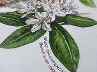 Rosalie Haizlett  Print - Screech Owl + Rhododendron