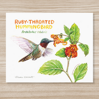 Rosalie Haizlett  Print - Ruby Throated Hummingbird