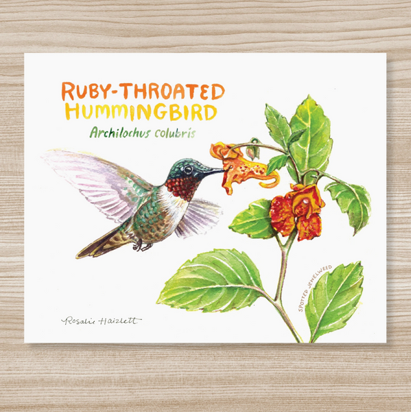 Rosalie Haizlett  Print - Ruby Throated Hummingbird