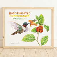 Rosalie Haizlett  Print - Ruby Throated Hummingbird
