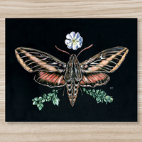 Rosalie Haizlett  Print - Sphinx Moth + Primrose