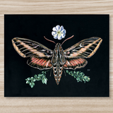 Rosalie Haizlett  Print - Sphinx Moth + Primrose
