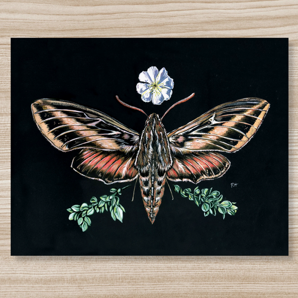 Rosalie Haizlett  Print - Sphinx Moth + Primrose