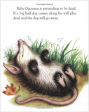 Little Golden Book - Baby Animals