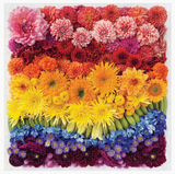 Rainbow Summer Flowers 500 Piece Jigsaw Puzzle