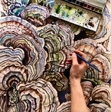 Rosalie Haizlett  Print - Turkey Tail Mushrooms