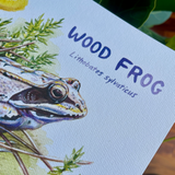 Rosalie Haizlett  Print - Wood Frog