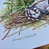 Rosalie Haizlett  Print - Wood Frog