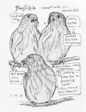The Backyard Bird Chronicles