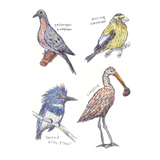 The Field Guide to Dumb Birds Sticker Book: 100+ Stickers of the Dumbest Birds