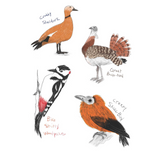 The Field Guide to Dumb Birds Sticker Book: 100+ Stickers of the Dumbest Birds