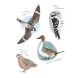 The Field Guide to Dumb Birds Sticker Book: 100+ Stickers of the Dumbest Birds