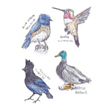 The Field Guide to Dumb Birds Sticker Book: 100+ Stickers of the Dumbest Birds