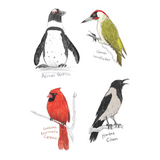 The Field Guide to Dumb Birds Sticker Book: 100+ Stickers of the Dumbest Birds