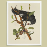 Fine Art Giclee Print: Crow + Silk Moths