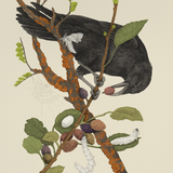 Fine Art Giclee Print: Crow + Silk Moths