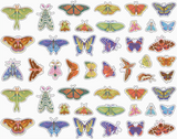 Blue Q Sticker Set - Butterflies + Moths