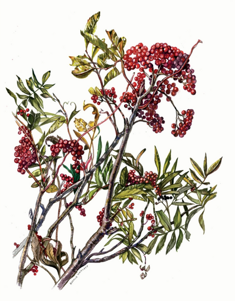 ROSALIE HAIZLETT  PRINT - MOUNTAIN ASH